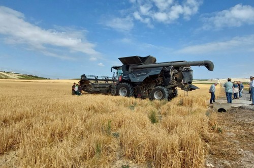 La CE revisa a la baja de nuevo la cosecha de cereales 2024/25 hasta 264,52 Mt en la Unión Europea