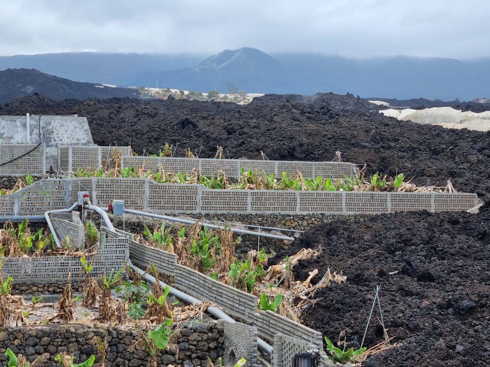 Los productores de plátano afectados por el volcán de La Palma estarán exentos del mínimo del 70% de comercialización