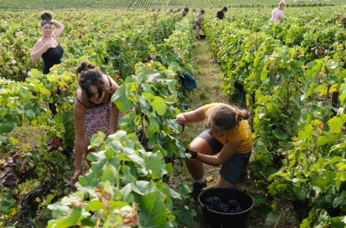El MAPA avanza casi 38,1 Mhl de producción nacional de vino y mosto en la campaña 2024/25