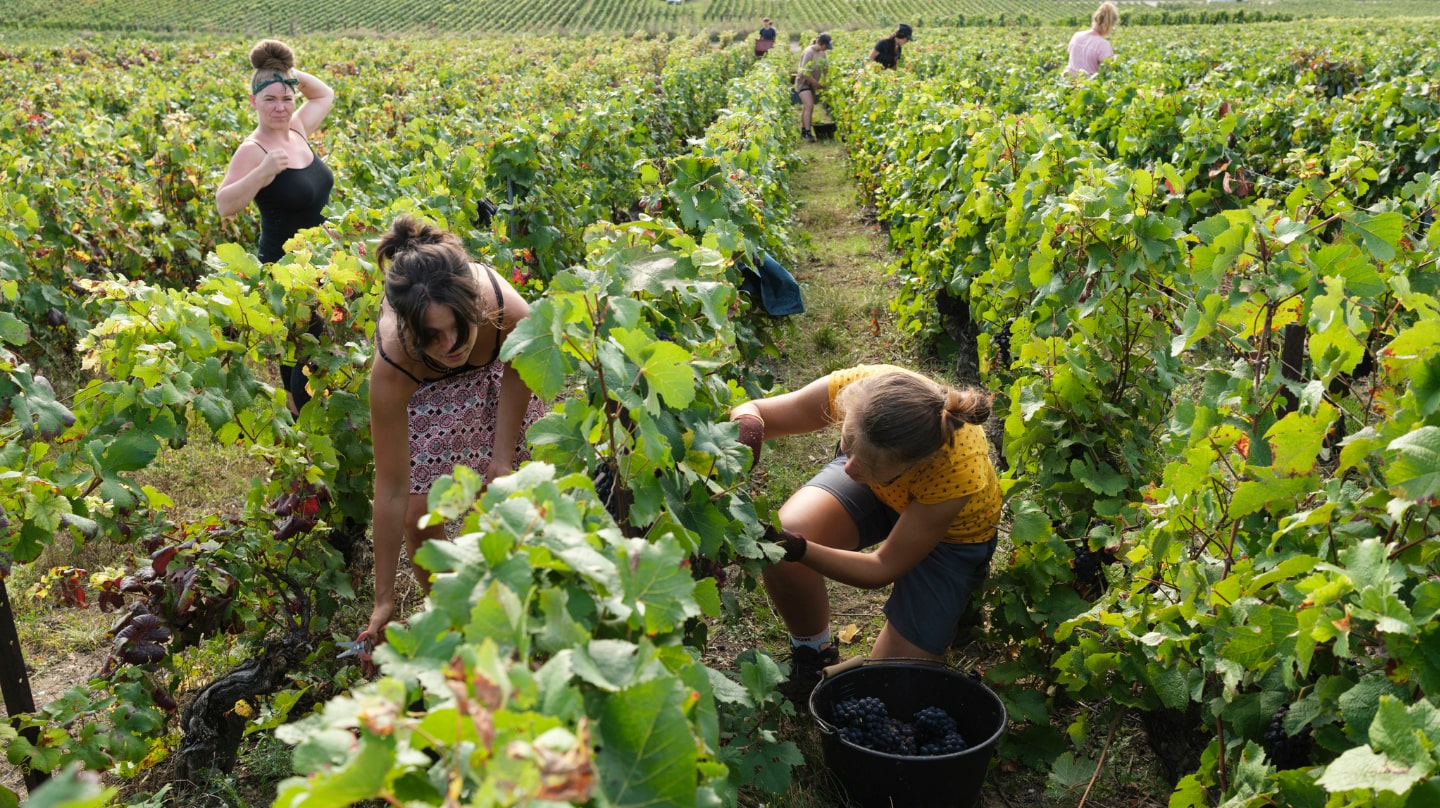 El MAPA avanza casi 38,1 Mhl de producción nacional de vino y mosto en la campaña 2024/25