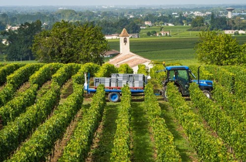 Francia estima entre un 10-16% menos y 40-43 Mhl de producción vitivinícola en la campaña 2024/25