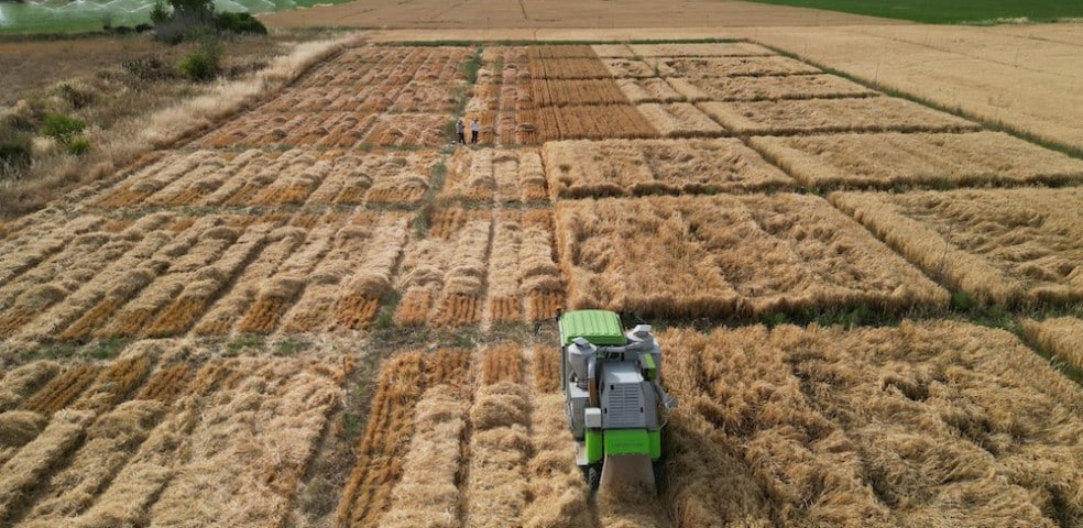ensayos_valor_agronomico