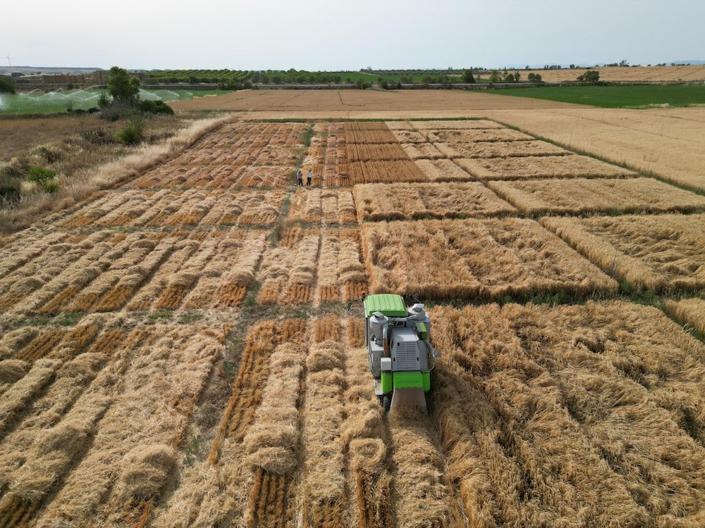 El MAPA concluye los ensayos de valor agronómico de nuevas variedades de cultivos de invierno