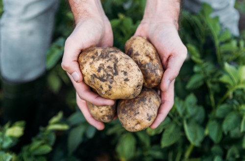 La UE produjo 48,3 millones de toneladas de patatas en 2023, un ligero repunte respecto a 2022