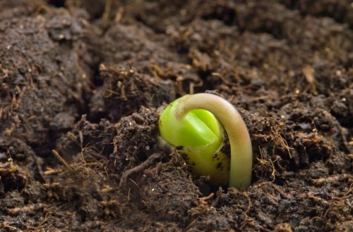 Identifican un mecanismo necesario para que las plantas hagan mejor uso de los nutrientes