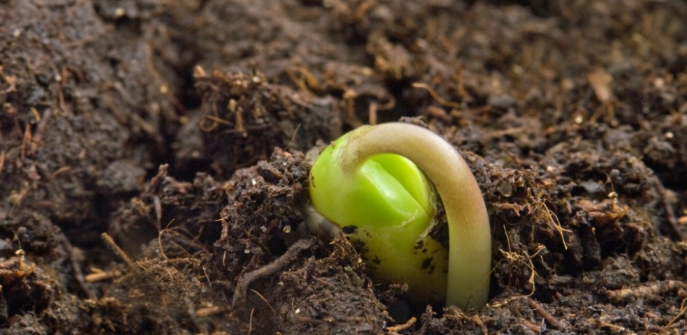 planta en desarrollo