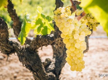 El brote de filoxera que afecta a la uva en Tenerife asciende a 50 cepas tras 1.600 prospecciones