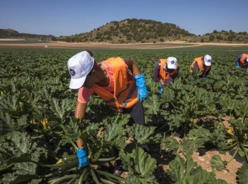 La afiliación de extranjeros al Sistema Especial Agrario sube un 3% en mayo