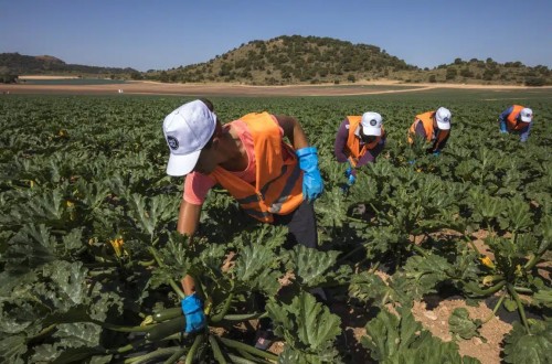 El paro en el sector agrícola baja un 2,77% en mayo