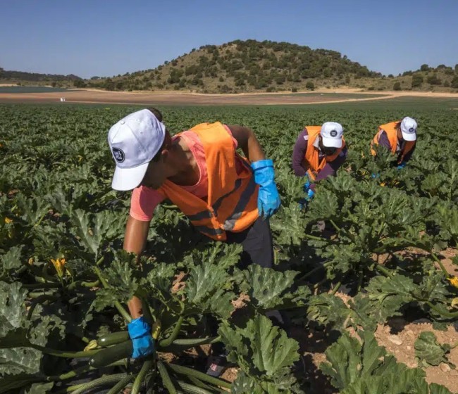 El paro en el sector agrícola baja un 2,77% en mayo
