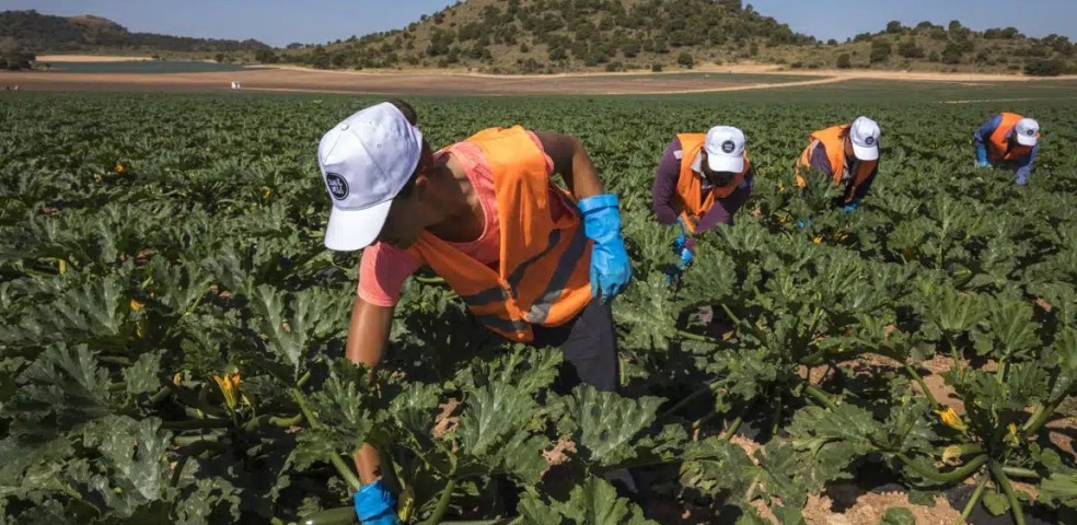 Paro agrícola