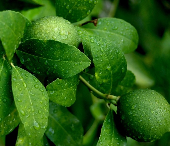 Agricultura somete a información pública la extensión de norma solicitada por Intercitrus