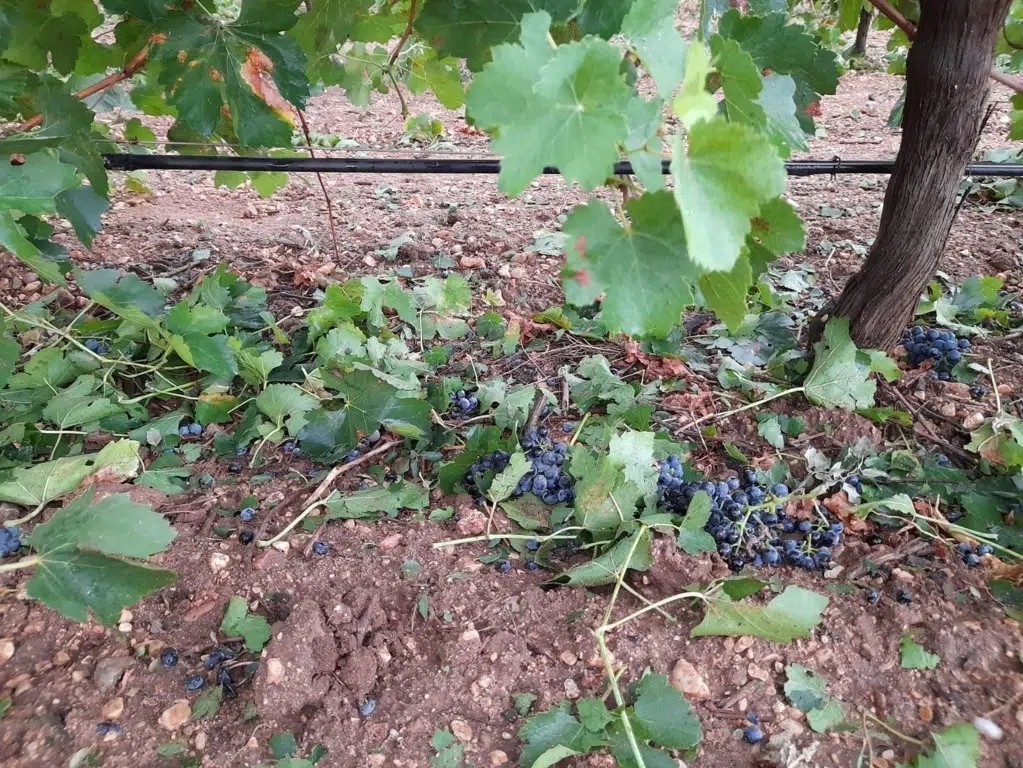 Cítricos, frutales y uva, los cultivos más dañados por la climatología adversa
