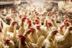 La UE destina 14 millones de euros a compensar a agricultores polacos afectados por brotes de gripe aviar