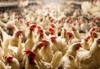 La UE refuerza las medidas contra la gripe aviar para proteger el comercio