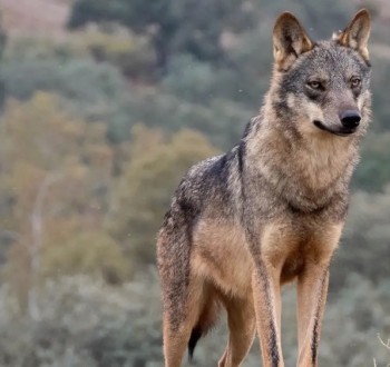 El Gobierno abre consulta pública hasta el 12 de junio sobre la rebaja del estatus de protección del lobo