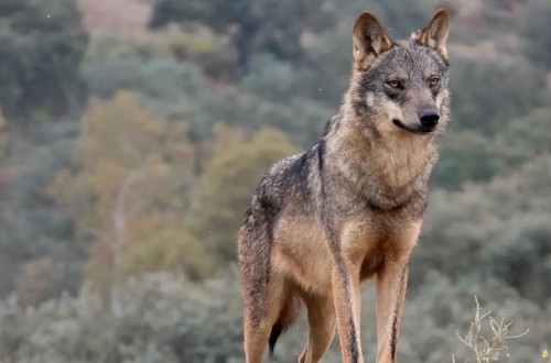 Cantabria publica el censo del lobo: incremento del 92% en diez años