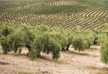 Asaja reclama la activación urgente de 370 millones en ayudas para olivar y viñedo