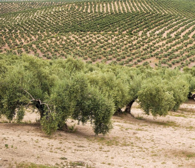 La UNIÓ alerta del abandono de 6.000 hectáreas de olivar en la Comunitat Valenciana en los últimos cinco años
