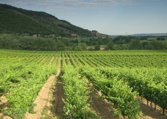 Climed Fruit: estrategias de adaptación para la viticultura en climas mediterráneos