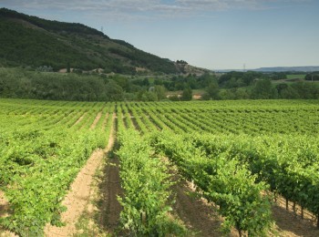 Climed Fruit: estrategias de adaptación para la viticultura en climas mediterráneos