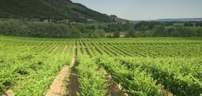Climed Fruit: estrategias de adaptación para la viticultura en climas mediterráneos