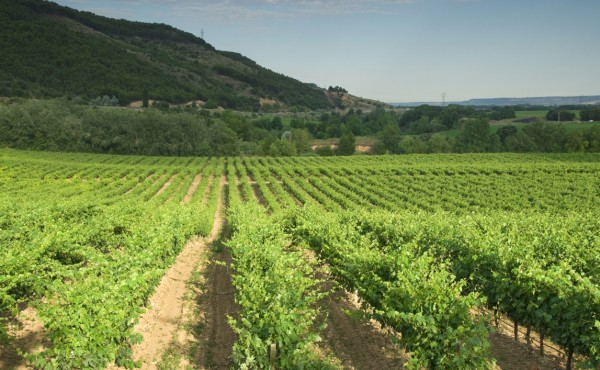 Climed Fruit: estrategias de adaptación para la viticultura en climas mediterráneos