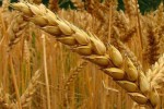 Copa-Cogeca prevé una leve recuperación de los cereales en la UE y buenos resultados para las proteaginosas