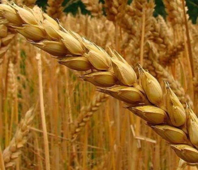 Copa-Cogeca prevé una leve recuperación de los cereales en la UE y buenos resultados para las proteaginosas