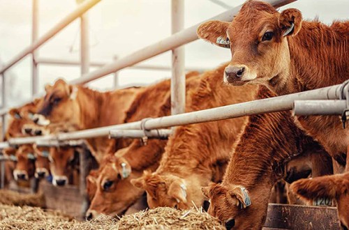 Ganaderos de bovino denuncian precios desfasados mientras la carne sigue al alza en el mercado exterior