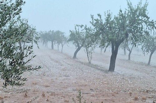 Asaja Albacete prevé cuantiosos daños en explotaciones agrícolas y ganaderas