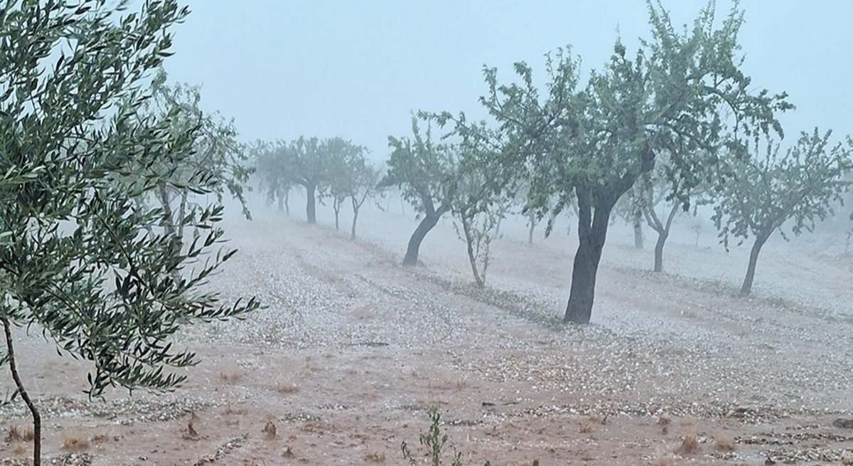 Asaja Albacete prevé cuantiosos daños en explotaciones agrícolas y ganaderas