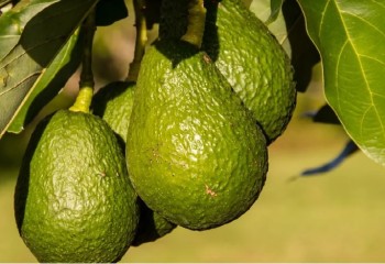 La UE reconoce el “Aguacate de Canarias” como nueva Indicación Geográfica Protegida