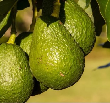 La UE reconoce el “Aguacate de Canarias” como nueva Indicación Geográfica Protegida
