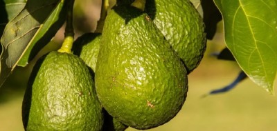 La campaña de aguacate español se inicia con una previsión de aumento de hasta el 30%