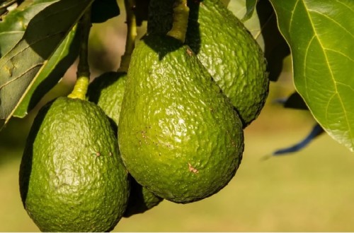 La UE reconoce el “Aguacate de Canarias” como nueva Indicación Geográfica Protegida