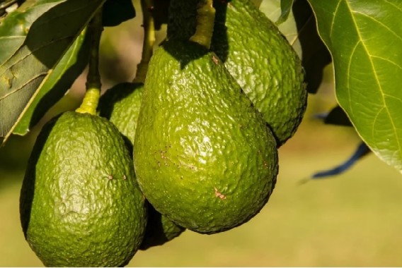 La UE reconoce el “Aguacate de Canarias” como nueva Indicación Geográfica Protegida