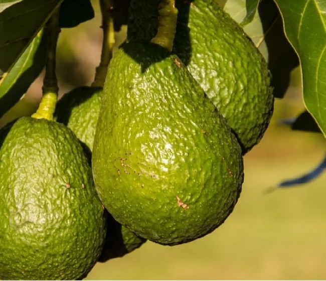 La UE reconoce el “Aguacate de Canarias” como nueva Indicación Geográfica Protegida