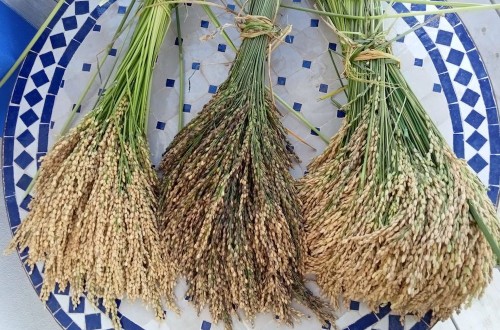 Aumenta un 50% la producción del arroz del Marjal de Pego-Oliva, según Asaja de Alicante