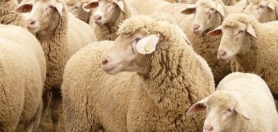 Detectados nuevos focos del serotipo 8 de lengua azul en Asturias y Madrid