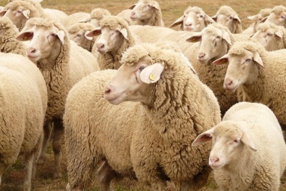 Detectados nuevos focos del serotipo 8 de lengua azul en Asturias y Madrid