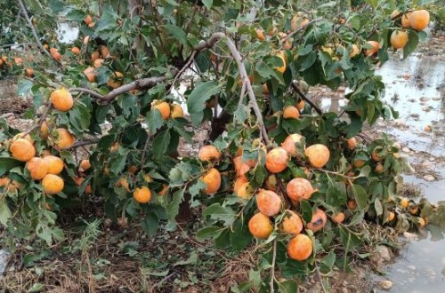 La DANA que azota la Comunidad Valenciana provocará daños en cosechas enteras de caquis, cítricos y hortalizas