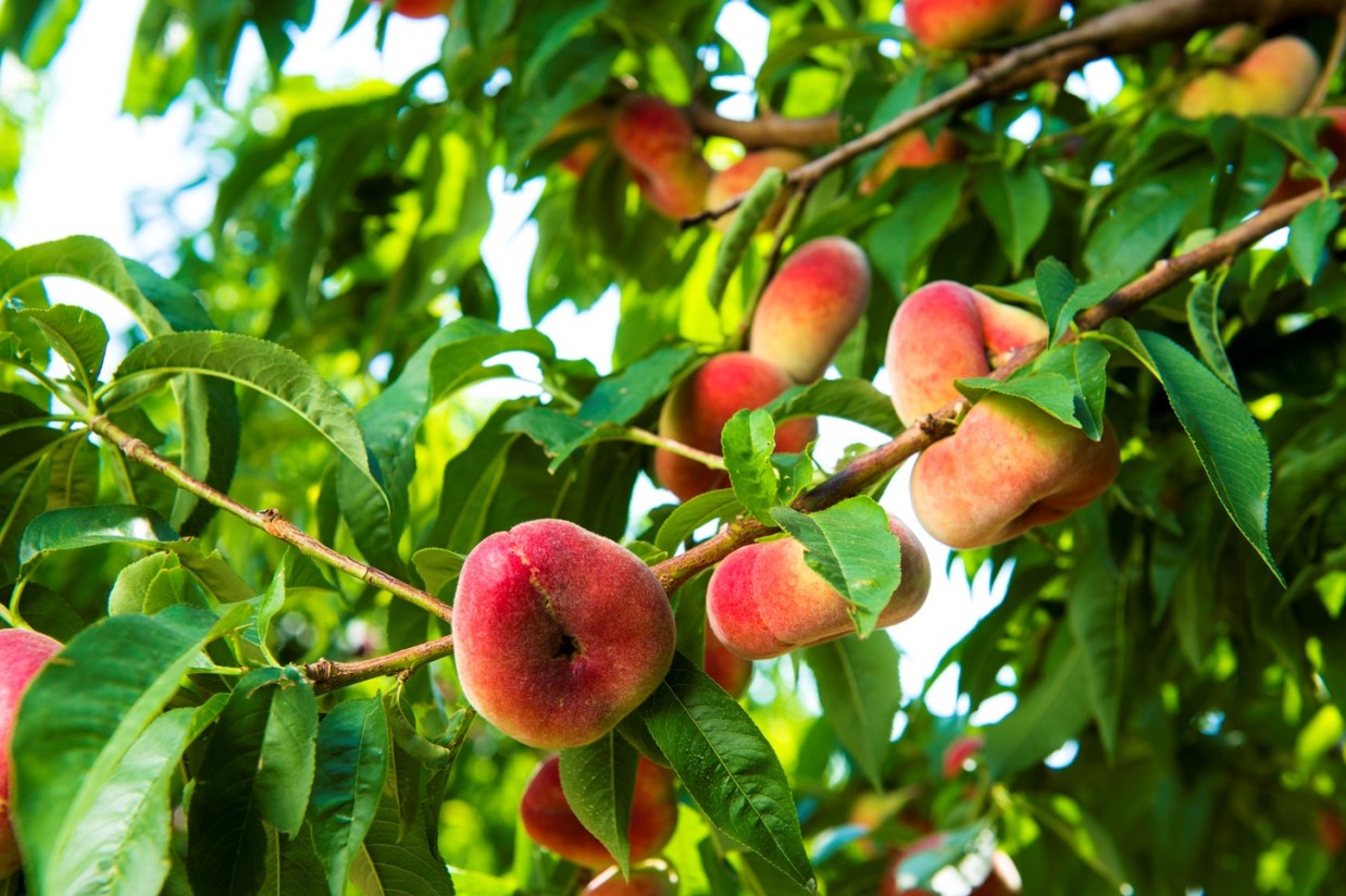 La UNIÓ denuncia que el precio de la fruta de verano se cuadriplica