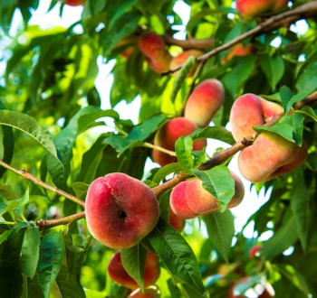 El sector hortofrutícola prevé una buena campaña de fruta de verano pese al granizo
