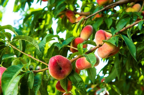 La UNIÓ denuncia que el precio de la fruta de verano se cuadriplica