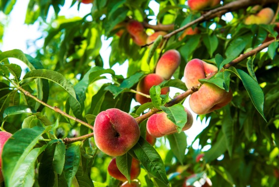 El sector hortofrutícola prevé una buena campaña de fruta de verano pese al granizo