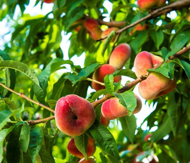 El sector hortofrutícola prevé una buena campaña de fruta de verano pese al granizo