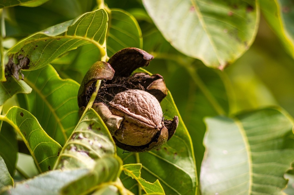 El MAPA abre la consulta del decreto que contará con un presupuesto de 20 millones en ayudas para productores de frutos de cáscara