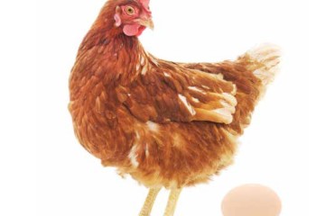 Aspergilosis Aviar, ¿puede ayudar el laboratorio?