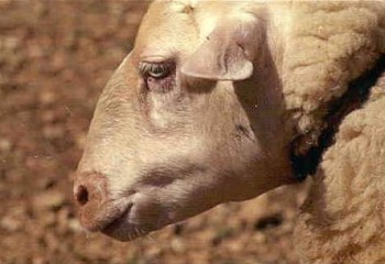 Confirmado un foco de Lengua Azul en una explotación ovina de Guadalaviar (Teruel)